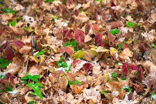 秋天，秋天，背景，颜色，色彩，叶子，叶子，自然