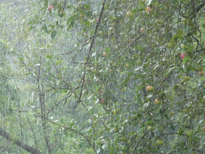 倾盆大雨，暴雨，雨，颤抖，潮湿，水，树，苹果树