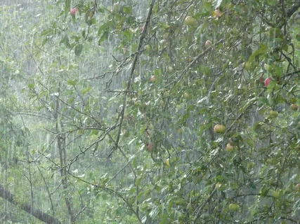 倾盆大雨,暴雨,雨,颤抖,潮湿,水,树,苹果树 倾盆大雨,暴雨,雨,颤抖,潮湿,水,树,苹果树