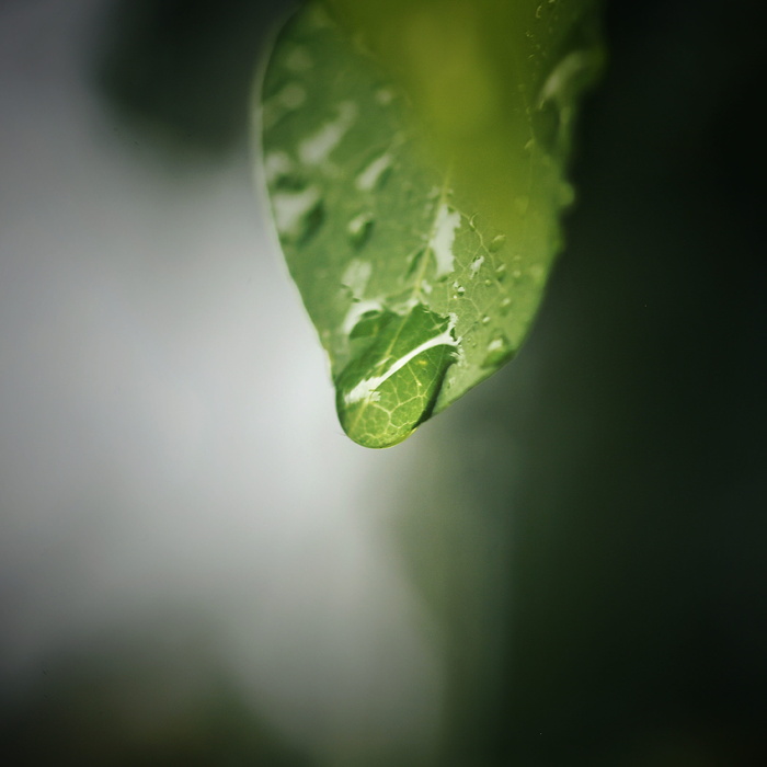 叶，植物，动物，无脊椎动物，昆虫，蛇，青蛇，爬行动物