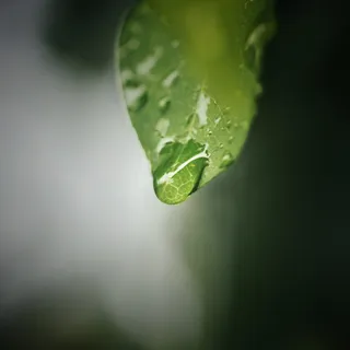 叶，植物，动物，无脊椎动物，昆虫，蛇，青蛇，爬行动物