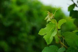 葡萄酒叶，葡萄藤，葡萄，葡萄酒种植，葡萄叶，葡萄藤，葡萄园，植物