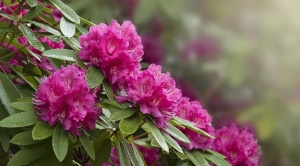 杜鹃花，花朵，粉色花朵，背景，花园，自然，春天，花朵