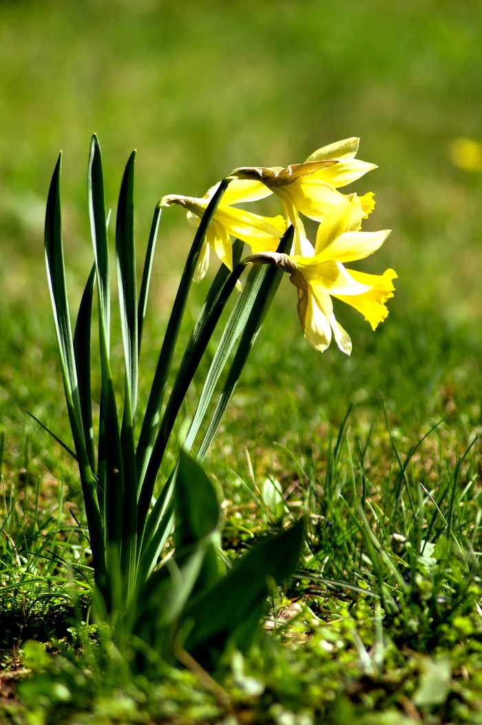 自然，花，植物，草，季节，明亮，schönwetter，开花植物