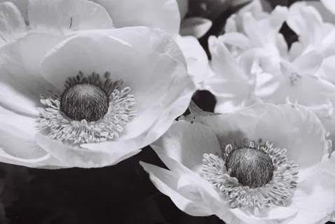 英国, 伦敦, 叮当街, 黑色和白色, 鲜花, bandw, 罂粟, 单色