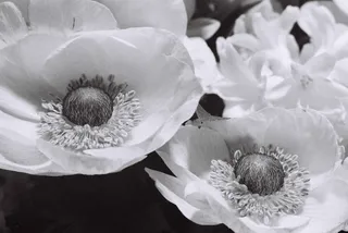 英国, 伦敦, 叮当街, 黑色和白色, 鲜花, bandw, 罂粟, 单色