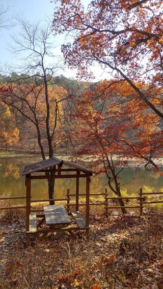秋天，树叶，大自然，湖泊，沃思，树木，植物，变化