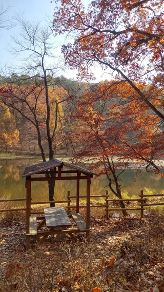 秋天，树叶，大自然，湖泊，沃思，树木，植物，变化