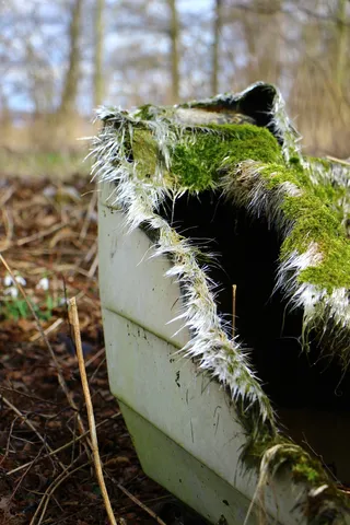 苔藓，昏暗，破碎，自然，无人，聚焦前景，白天，特写