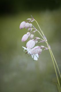 普通康乃馨，普通，闲话，康乃馨，石竹，花，植物，尖花