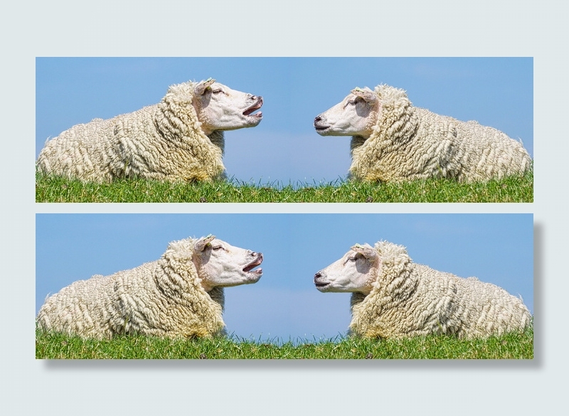 绵羊，交流，讨论，争论，谈话，厚颜无耻，谈话，讨论