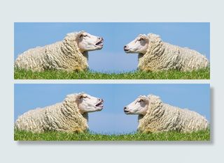 绵羊，交流，讨论，争论，谈话，厚颜无耻，谈话，讨论