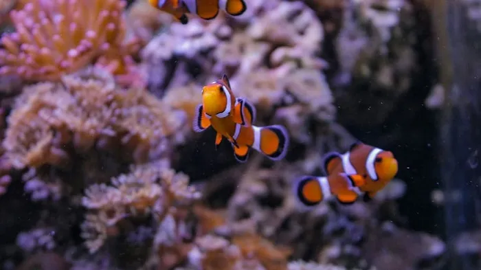 小丑鱼，水，珊瑚，水族馆，水下世界，共生，野生动物，水下