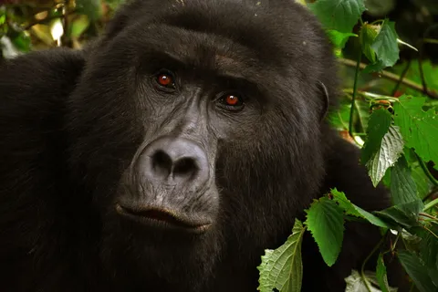黑色大猩猩特写照片