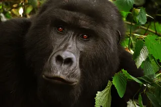 黑色大猩猩特写照片