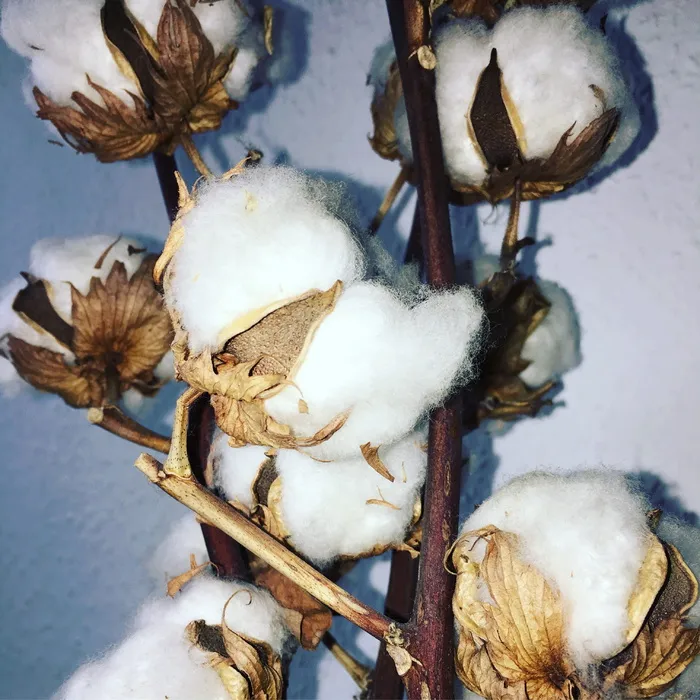 特写照片，白色，棉铃，棉花，植物，花，灌木，棉花灌木