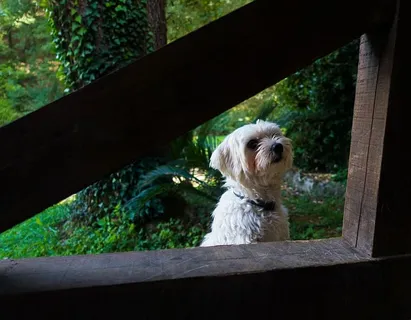 意大利，奥尔特，一只动物，动物主题，狗，狗，哺乳动物，宠物