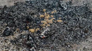 土豆火，土豆烤，余烬，吃，喝，秋天，土豆，传统