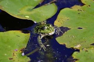 青蛙，池塘，动物，水，自然，水蛙，青蛙池塘，两栖动物
