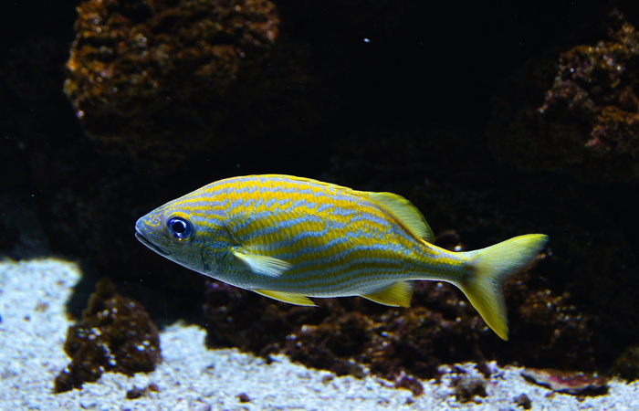 特写，照片，蓝色，黄色，鱼，海​​鱼，珊瑚鱼，水族馆