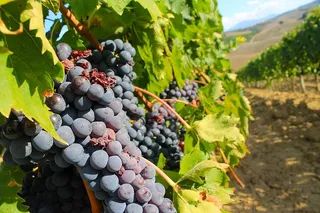 意大利、蒙特普尔恰诺、托斯卡纳、旅游、葡萄酒、农场、葡萄、欧洲