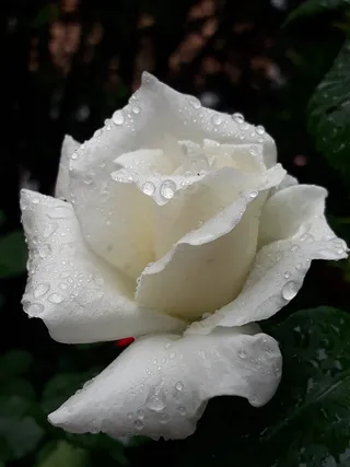 罗莎，华丽，卓越，滴，雨，自然，白色，纯洁