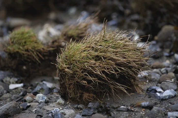草, tot, 一簇草, 海滩, 自然, 丹麦, 块茎, 草块茎