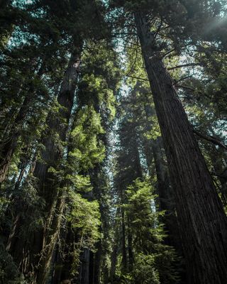 白天低角度拍摄绿树