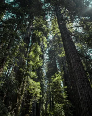 白天低角度拍摄绿树