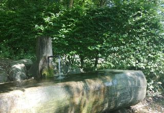 喷泉，饮用水，水，水源，水源，森林，自然，当然