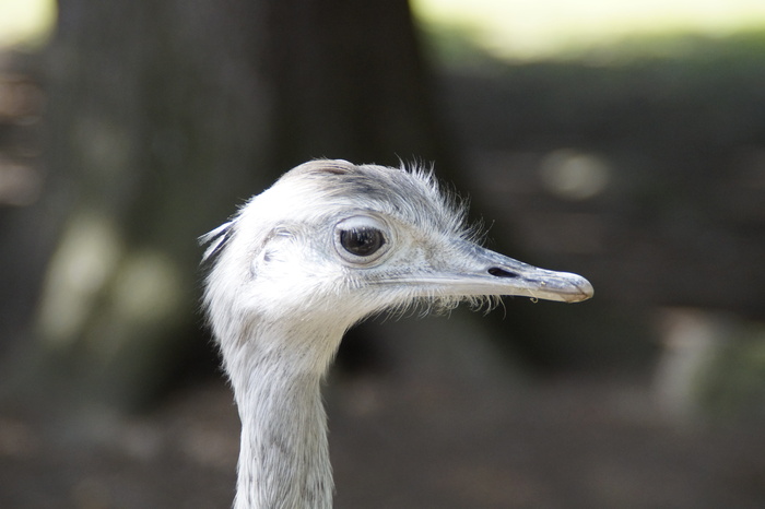 瑞亚，鸟，脸，肖像，头，瑞亚鸟，不会飞的鸟，侧面