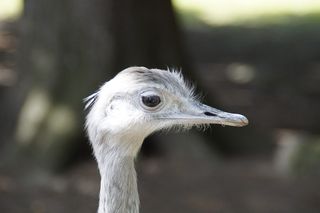 瑞亚，鸟，脸，肖像，头，瑞亚鸟，不会飞的鸟，侧面