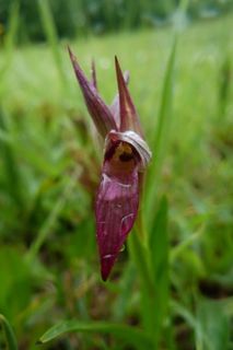 sérapias，兰花，兰科，舌兰，花朵，红色，自然，植物学