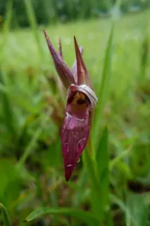 sérapias,兰花,兰科,舌兰,花朵,红色,自然,植物学 sérapias,兰花,兰科,舌兰,花朵,红色,自然,植物学