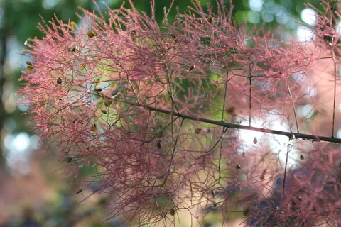 烟雾植物,植物,植物,花卉,荆棘,花卉,开花,植物学 烟雾植物,植物,植物,花卉,荆棘,花卉,开花,植物学