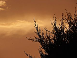 日落、天空、云、树枝、田野、背景、赭色、光度