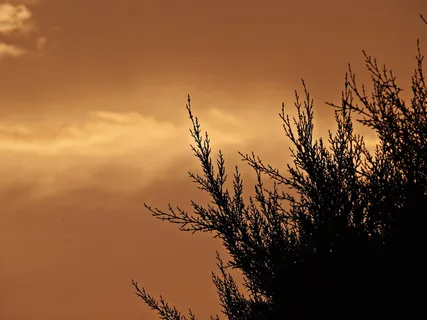 日落、天空、云、树枝、田野、背景、赭色、光度 日落、天空、云、树枝、田野、背景、赭色、光度