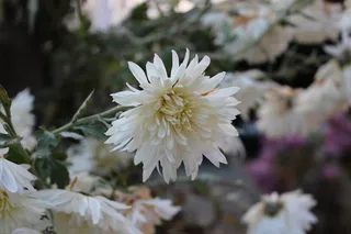 白色，自然，纯净，花朵，开花植物，植物，新鲜，脆弱