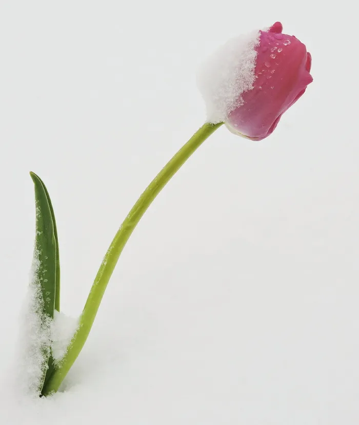 雪上红色郁金香花的照片