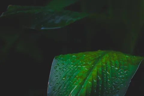 绿叶植物 绿叶植物