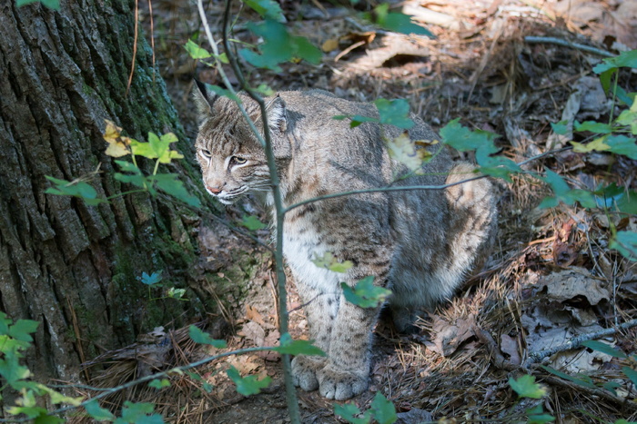 山猫，野生动物，弗吉尼亚，一种动物，动物，动物主题，哺乳动物，宠物