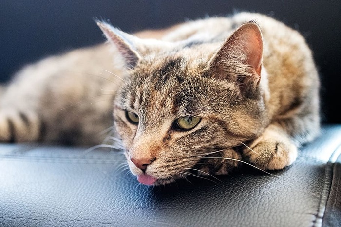 猫，舌头，毛皮，可爱，猫，一种动物，哺乳动物，宠物