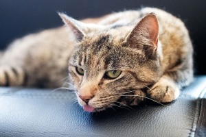 猫，舌头，毛皮，可爱，猫，一种动物，哺乳动物，宠物
