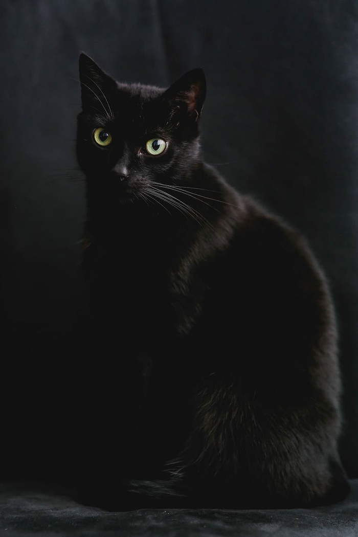 黑猫肖像