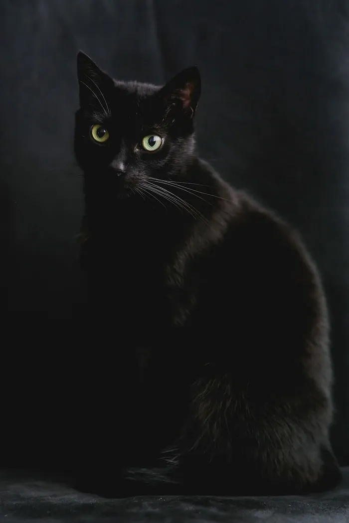 黑猫肖像