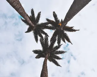 乌干达, wakiso, 恩德培植物园, 天空, 森林, 树木, 棕榈树, 壁纸