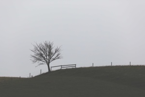 光秃秃的树，风景，摄影，绿色，草，田野，树，白天