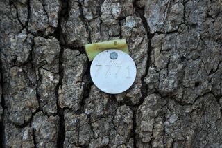 树识别标签，识别标签，树标签，标签，标识，代码，id，金属