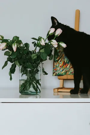 有花和画的黑猫