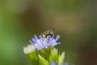 昆虫，花，十二月，美丽，自然，花园，蜜蜂，动物